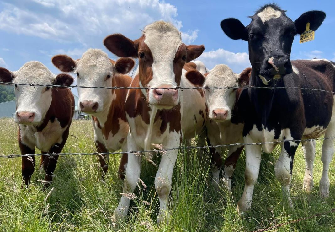 Cuba, Friendship, and Weston Mills fire Depts. were dispatched for a