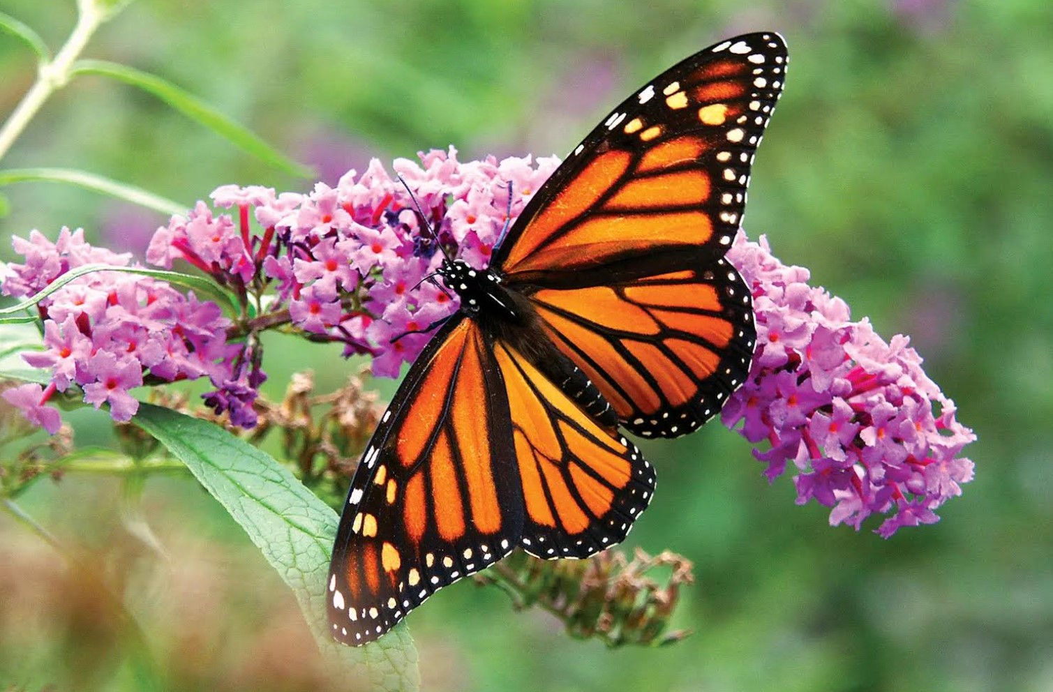 Monarch Butterfly Discussion & Tagging Demonstration Sept. 17 Solomon