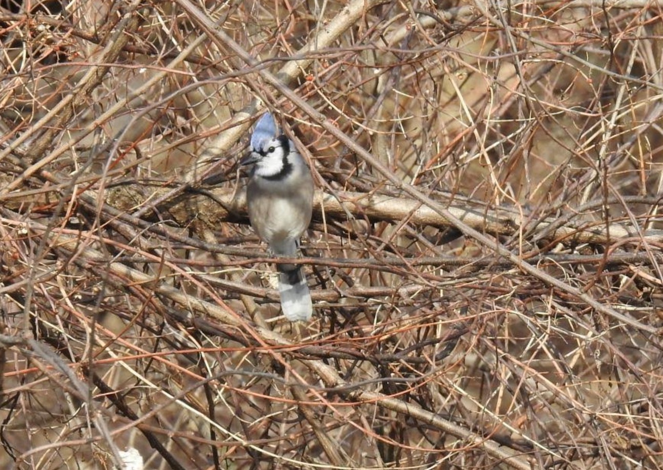 SIGN UP BY NEXT SUNDAY, DEC. 22 FOR TIADAGHTON AUDUBON SOCIETY’S